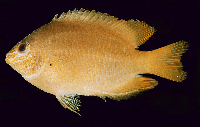 ปลาสลิดหินเหลือง
Pomacentrus moluccensis   Bleeker, 1853  
Lemon damsel  
ขนาด 9cm