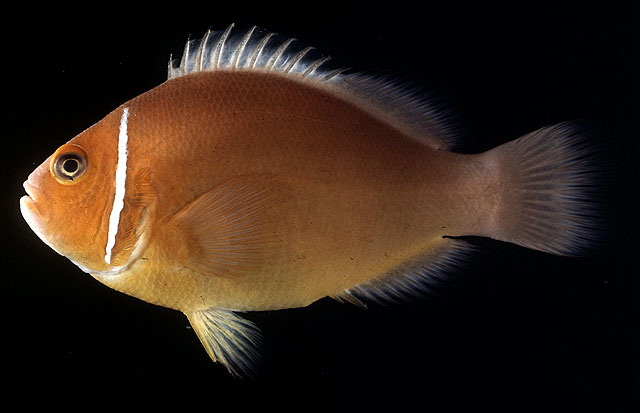 ปลาการ์ตูนอินเดียนแดง
Amphiprion perideraion   Bleeker, 1855  
Pink anemonefish  
ขนาด 10cm
