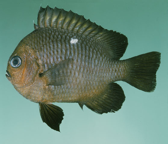 ปลาสลิดหินสามจุด
Dascyllus trimaculatus   (Rüppell, 1829)  
Threespot dascyllus 
ขนาด 15cm