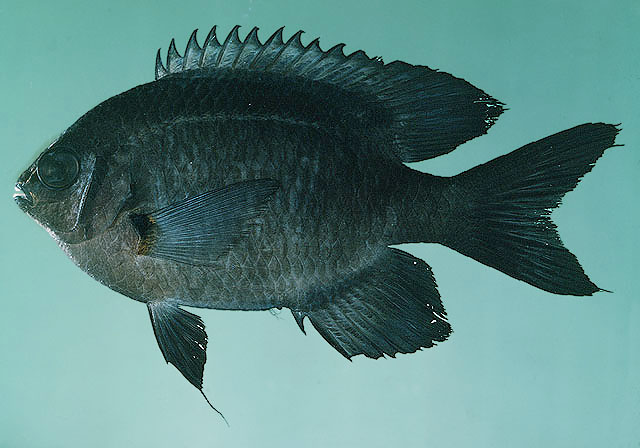 ปลาสลิดหิน
Neoglyphidodon nigroris   (Cuvier, 1830)  
Black-and-gold chromis  
