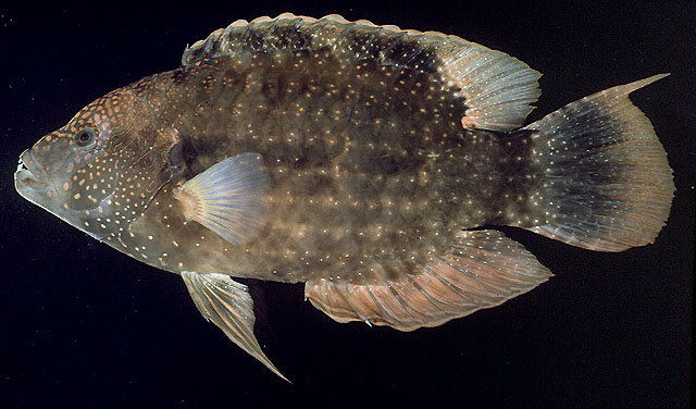 ปลานกขุนทองเกล็ดแดง
Cheilinus chlorourus   (Bloch, 1791)  
F