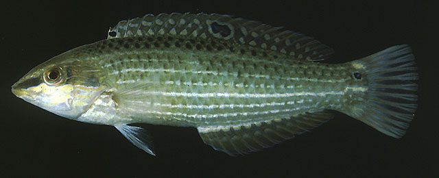 ปลานกขุนทอง
Halichoeres argus   (Bloch & Schneider, 1801)  
Argus wrasse  
