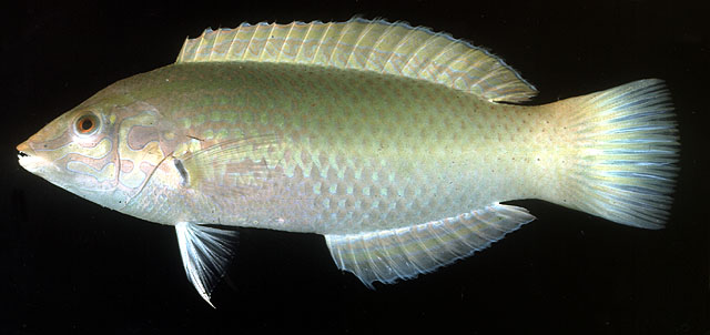 ปลานกขุนทองเขียว
Halichoeres chloropterus   (Bloch, 1791)  
Pastel