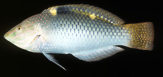 ปลานกขุนทองลายตาราง
Halichoeres hortulanus   (Lacepède