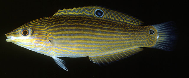 ปลานกขุนทอง
Halichoeres purpurescens   (Bloch & Schneider, 1801)  
Silty wra