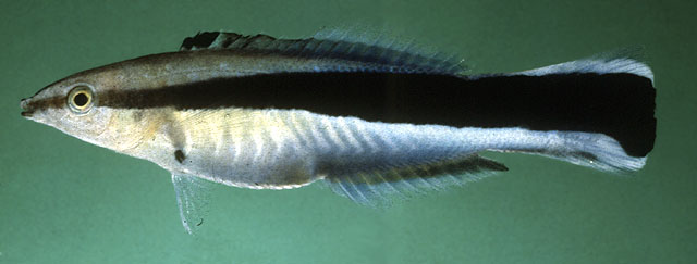 ปลาพยาบาล
Labroides dimidiatus   (Valenciennes, 1839)  
Bluestreak cleaner wrass