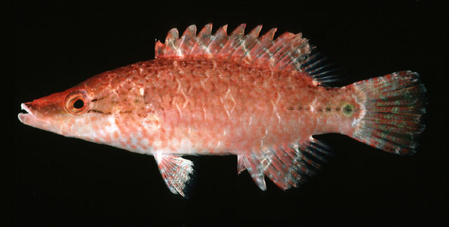 ปลานกขุนทอง
Oxycheilinus celebicus   (Bleeker, 1853)  
Celebes wrasse  

