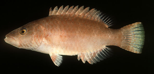 ปลานกขุนทองคางลาย
Oxycheilinus digramma   (Lacepède, 1801)