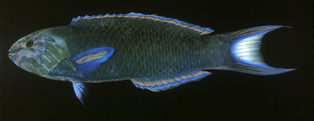 ปลาเขียวพระอินทรื
Thalassoma lunare   (Linnaeus, 1758)  
Moon wr