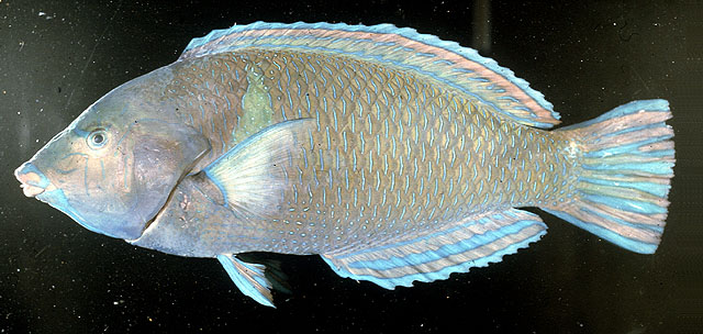 ปลานกขุนทอง
Anampses caeruleopunctatus   Rüppell, 1829  
Bluespotted wr