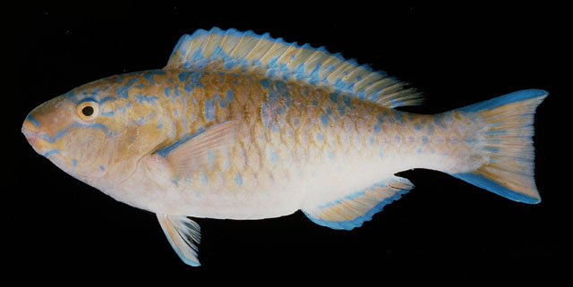 ปลานกแก้วสีเพลิง
Scarus ghobban   Forsskål, 1775  
Blue-barr
