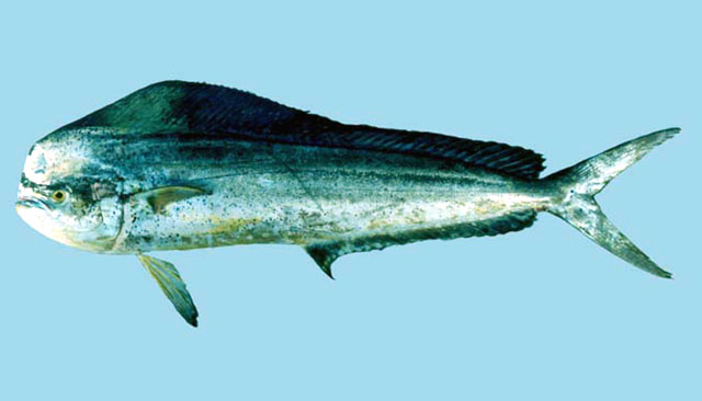 ปลาอีโต้มอญ
Coryphaena hippurus   Linnaeus, 1758  
Common dolphinfish  
ขนาด 200 cm
***********เ