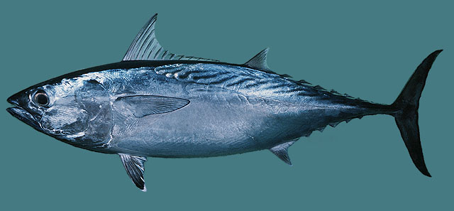 ปลาโอลาย
Euthynnus affinis   (Cantor, 1849)  
Kawakawa  
ขนาด 90cm
