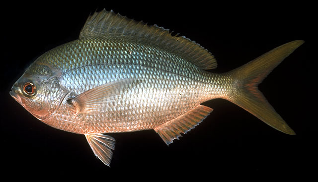 ปลากล้วยญี่ปุ่น
Caesio cuning   (Bloch, 1791)  
Redbelly yellowtail fusilier  
ขนาด 40-60cm