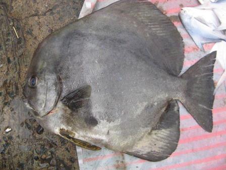 ปลาหูช้างครีบยาว
Platax teira   (Forsskål, 1775)  
Longfin batfish  
ขนาด 60cm
