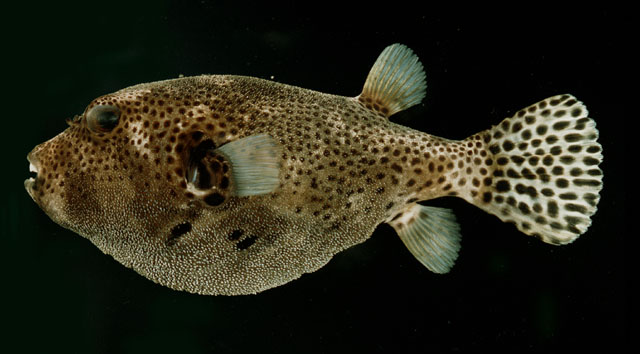 ปลาปักเป้ายักษ์
Arothron stellatus   (Anonymous, 1798)  
Stellate puffer  
ขนาด 90cm