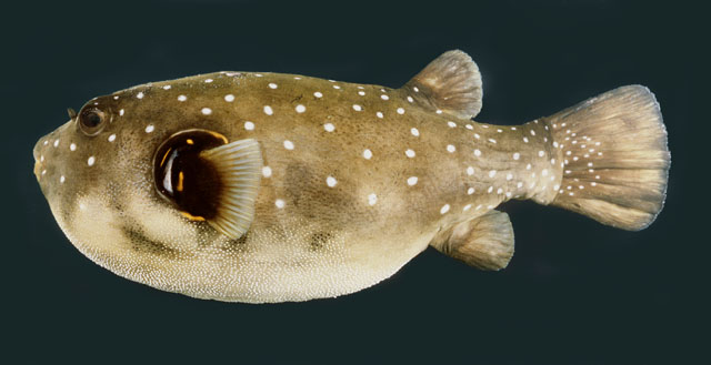 ปลาปักเป้าจุดขาว
Arothron hispidus   (Linnaeus, 1758)  
White-spotted puffer  
ขนาด 50cm