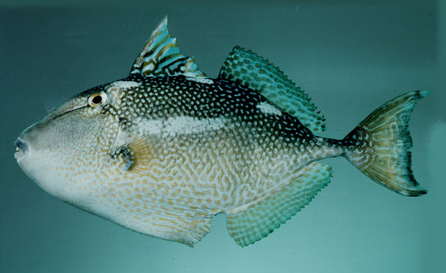 ปลาวัวไก่ตอน
Abalistes stellaris   (Bloch & Schneider, 1801)  
Starry triggerfish  
ขนาด 60cm