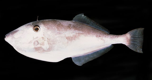 ปลางัวใหญ่หางตัด
Aluterus monoceros   (Linnaeus, 1758)  
Unicorn leatherjacket filefish  
ขนาด 70