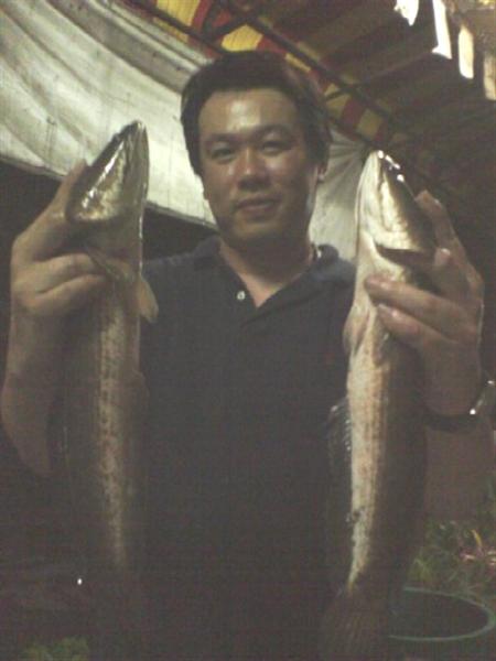 ภาพปลาเมื่อครั้งตั่วเฮียยังไม่มาปักหลักอยู่อย่างถาวร ขนาดใหญ่พอสมควร :grin: