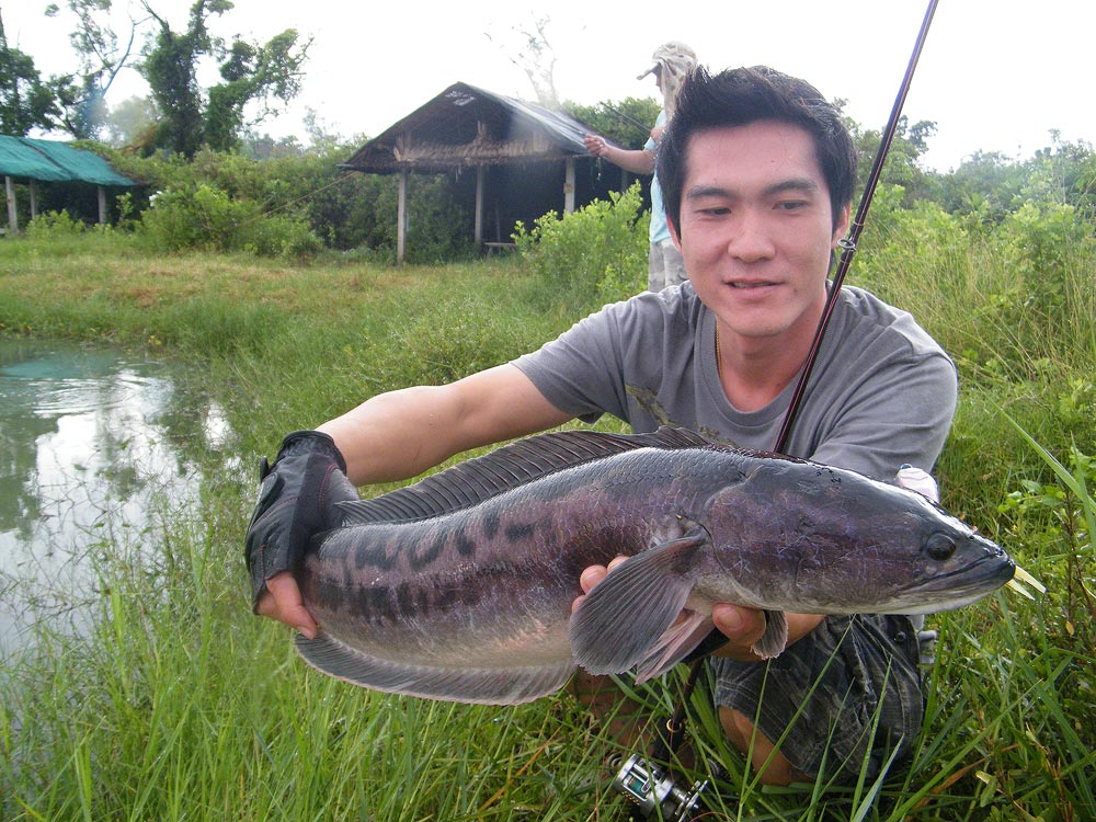 ดูลายดิ่   เก๊นแล้วอยากฉโดนนนนยนนนนน
