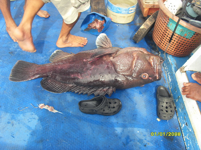 ขึ้นท้ายเรืออีกตัวครับ  หย่ายดีจัง :