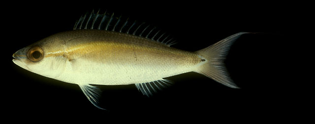 ปลานกกระลิง สายรุ้ง
Pentapodus setosus   (Valenciennes, 1830)  
Butterfly whiptail  
ขนาด 20cm