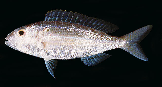 ปลาทรายแดงโม่ง
Nemipterus hexodon   (Quoy & Gaimard, 1824)  
Ornate threadfin bream  
ขนาด 20cm