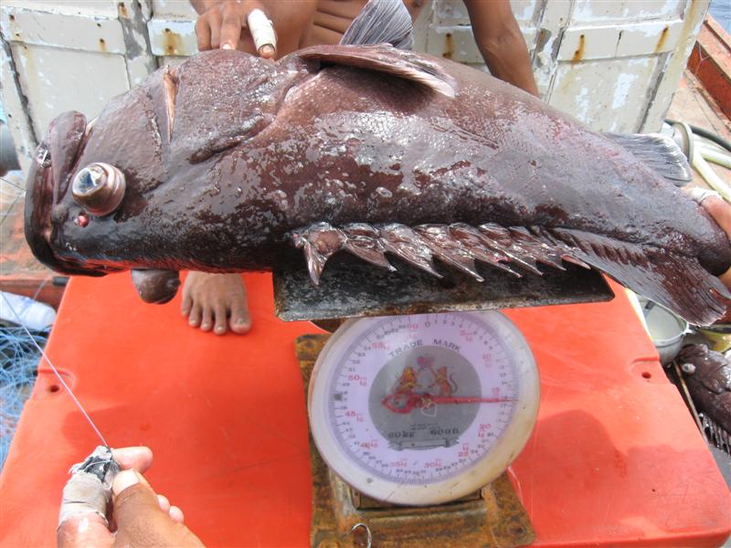 จัดการ ทำประวัติเรียบร้อย   ไต๋ตีราค