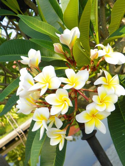 และของสวยงามอีกนิดหน่อย  :grin: :grin: