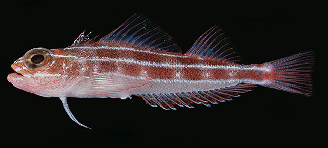 ปลาสามครีบลายตรง
Helcogramma striata   Hansen, 1986  
Tropical striped triplefin  
ขนาด 5cm
