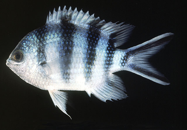 ปลาสลิดหินบั้งหางกรรไกร
Abudefduf sexfasciatus   (Lacepède, 1801)  
Scissortail sergeant  
