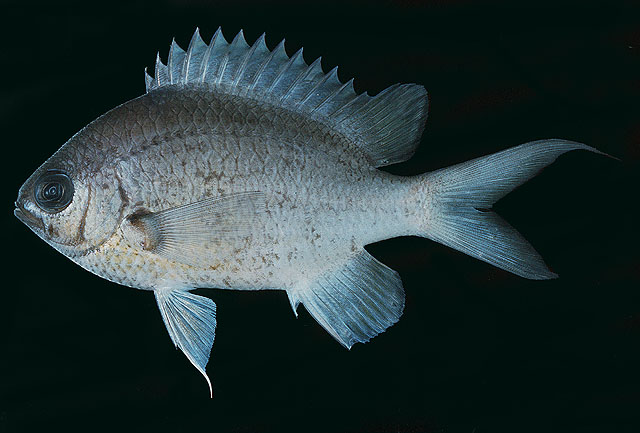 ปลาสลิดหิน
Chromis cinerascens   (Cuvier, 1830)  
Green puller  
ขนาด 10cm