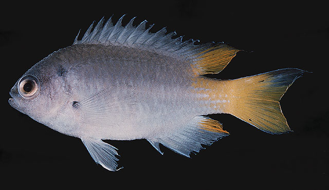 ปลาสลิดหินหางพริ้ว
Neopomacentrus bankieri   (Richardson, 1846) 
ขนาด 10cm
