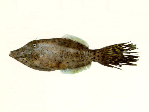 ข้อมูลเพิ่มเติม ปลาชนิดนี้ เพิ่งมีรายงานการพบที่เกาะกระ นครศรี เหมือน คือ ปลงัวลายฟ้า
Aluterus scri