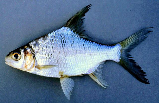 ปลาตุม
Puntioplites bulu   (Bleeker, 1851) 
ขนาด 35cm
***ปลาตุมตัวคล้ายกะมังแถวเขื่อนศรีนครินทร์ 