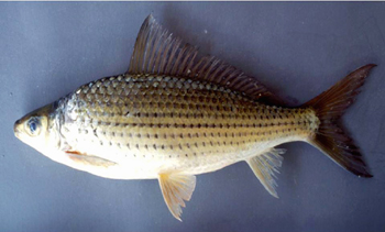 สร้อยลูกกล้วย
Labiobarbus siamensis   (Sauvage, 1881)
ขนาด 20cm