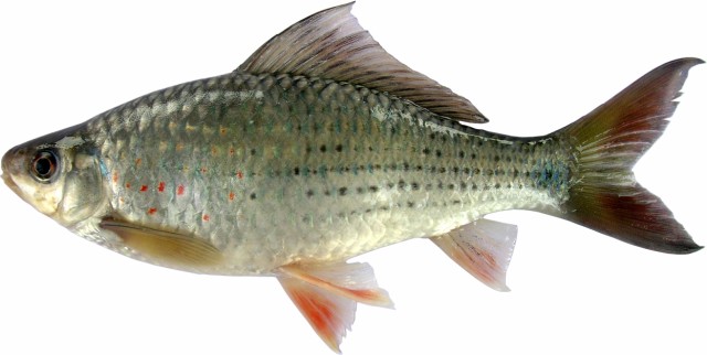 ปลาสร้อยนกเขา ขี้ขม
Osteochilus vittatus   (Valenciennes, 1842)  
Bonylip barb  

ขนาด 32cm
***
