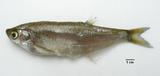 ปลาแปบบาง
Parachela siamensis   (Günther, 1868) ขนาด 12cm