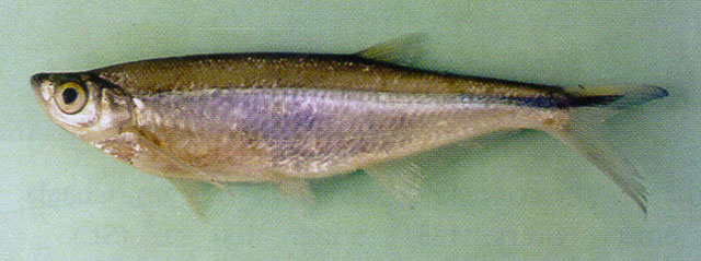ปลาแปบป่าพรุ
Oxygaster anomalura   Van Hasselt, 1823 ขนาด 15cm