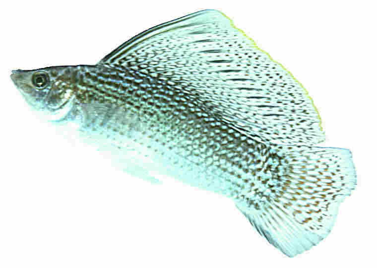 ปลาเซลฟินมอลลี สอดกระโดง 
Poecilia velifera   (Regan, 1914)  
Sail-fin molly  
ขนาด 10cm
****เป็