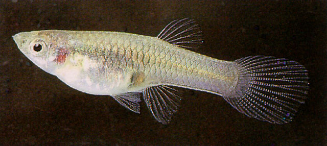 ปลาหางนกยูง ปลาเกิด
Poecilia reticulata   Peters, 1859  
Guppy  
ขนาด 5cm