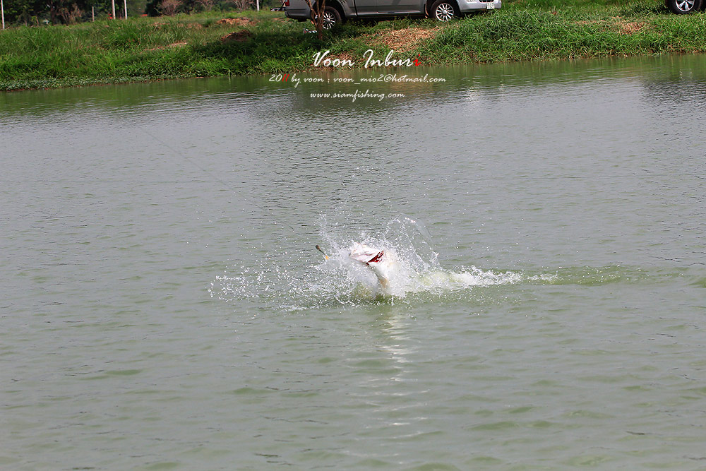 กระโดดกันให้สนั่นทั้งบ่อไม่รู้จะถ่ายตัวไหนเย่อะไปหมด 

 :spineyes: :spineyes: :spineyes: :spineyes