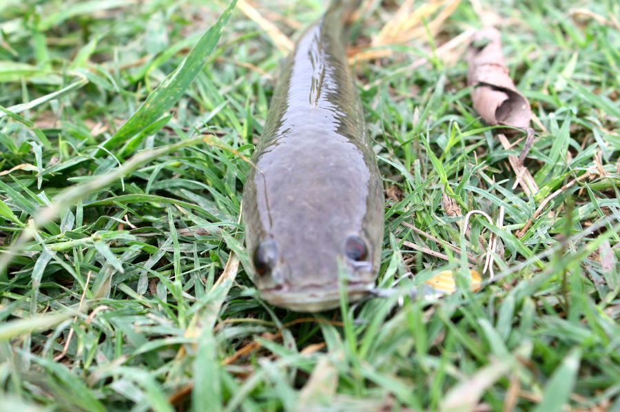 [q][i]อ้างถึง: เก่งแหลมฉบัง posted: 09-05-2554, 09:59:52[/i]
