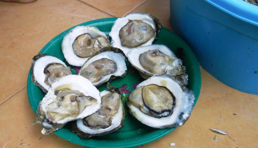 ระหว่างการรอน้าโต้งจอมทอง กับ น้าอังตวนมารับ...ผม กับน้าวุฒิก็จัดการหอยนางรมใหญ่ๆ หวานๆ กินกะชาเขียว