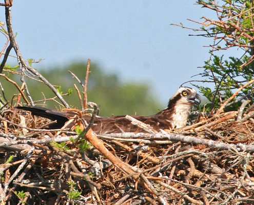 เหยี่ยวกินปลา Osprey ทำลังอยู่บนต้นไม้ริมน้ำ ทำเลดีมากสำหรับออกล่า