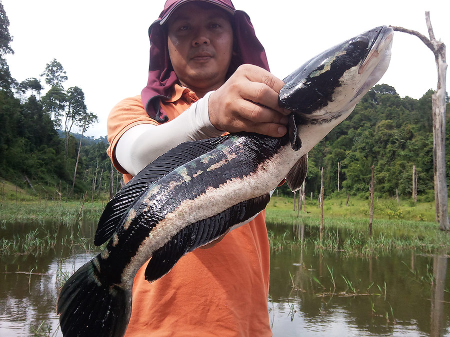 ทุกตัวปล่อยหมดครับพ่อดีแก่ไม่ได้ถ่ายมา :grin: :grin: :grin: