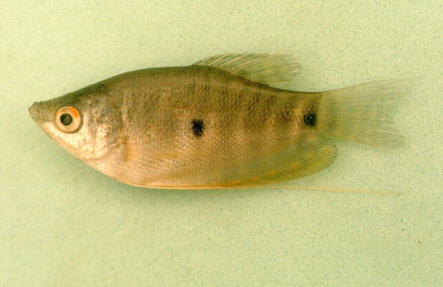 ปลากระดี่หม้อ
Trichogaster trichopterus   (Pallas, 1770)  
Three spot gourami  
