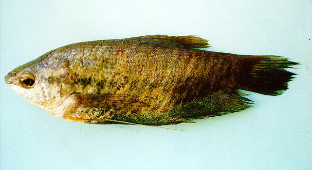 ปลาสลิด
Trichogaster pectoralis   (Regan, 1910)  
Snakeskin gourami  
ขนาด 25cm