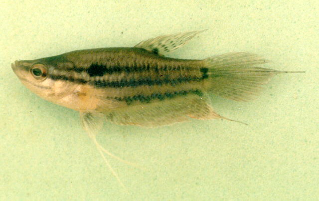 ปลากริมควาย
Trichopsis vittata   (Cuvier, 1831)  
Croaking gourami  
ขนาด 5cm